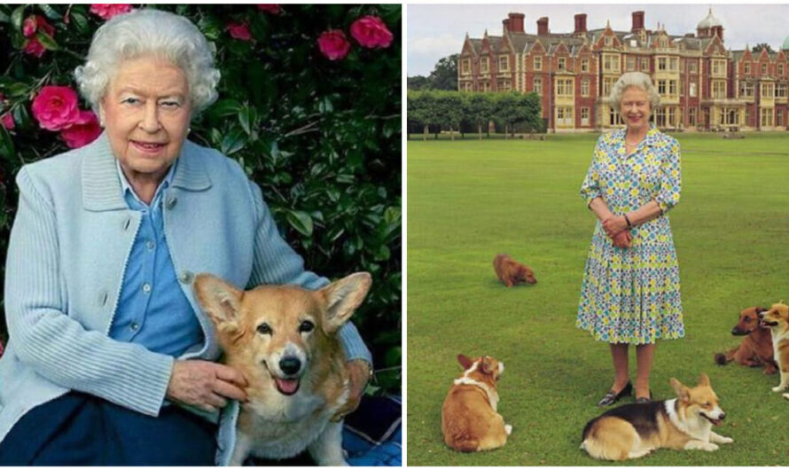 Queen Elizabeth gets new Corgi puppy, bringing comfort during ‘rough time’ in her life