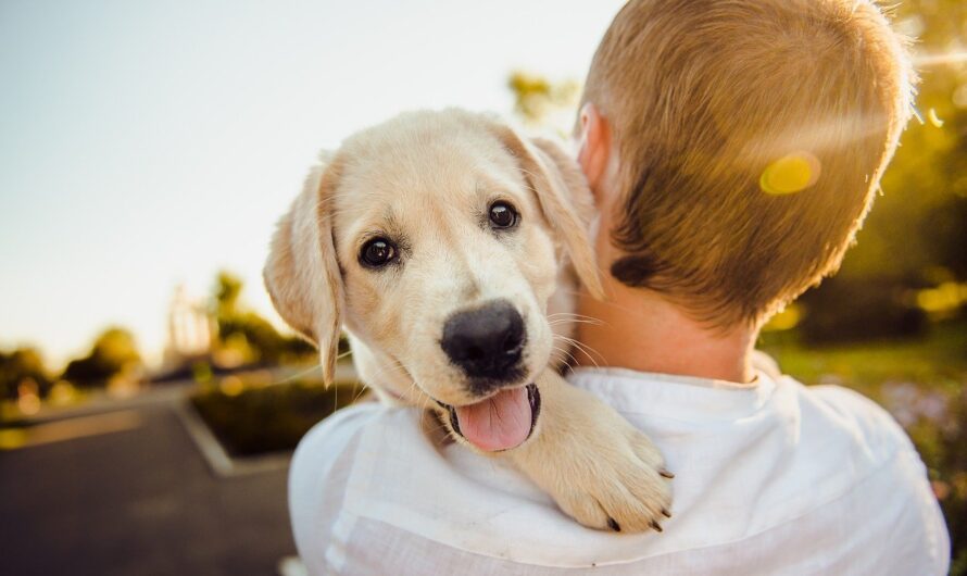 10 Reasons Why Having A Dog Is Good For Your Mental Health