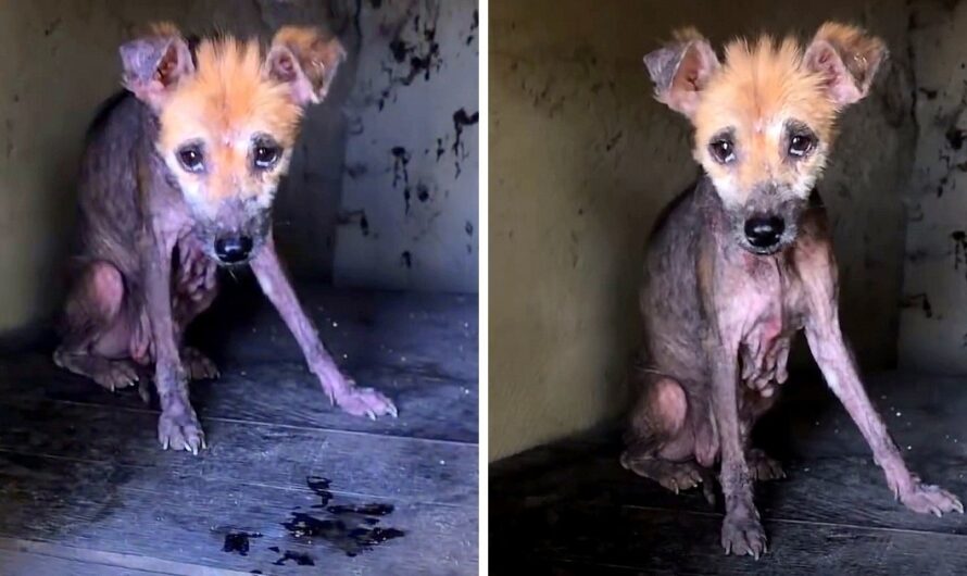 Abandoned Bald Dog With Tears In Eyes Stayed In Her Lonely Doghouse And Waited