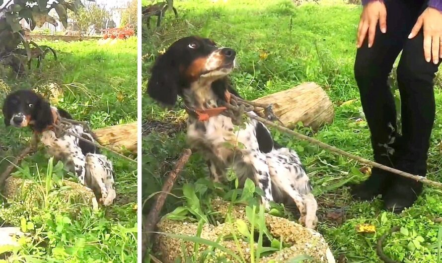 Instead Of Rescuing An Abandoned Dog, They Tied Her To A Tree & Left Her To Die