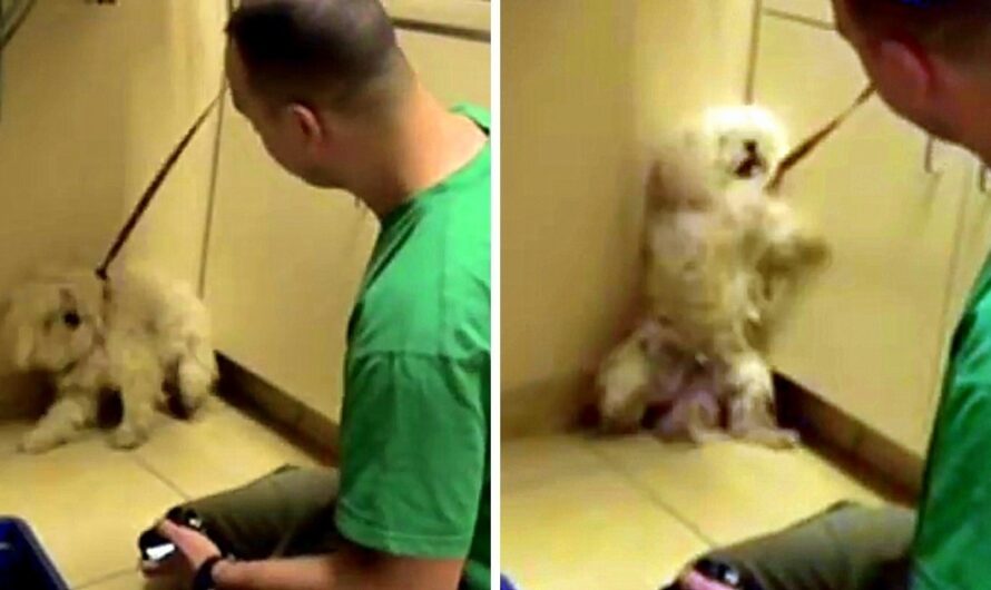 Dog Was Going To Be Put Down, So She Backed Herself Into A Corner And Cried