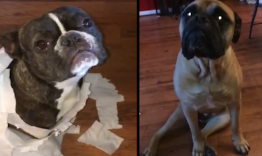 Guilty French Bulldog Gets In Trouble, And His Mastiff Friend Is No Help