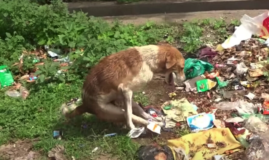 Paralyzed Dog Found Amongst The Trash With His Back Legs Tied Together