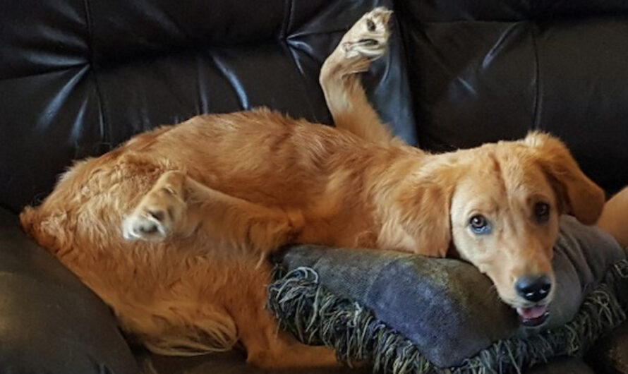 Couple Refuses To Give Up On Golden Retriever Born With Backward Legs