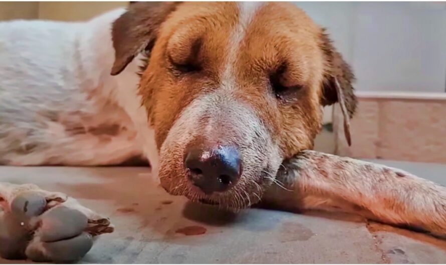 Stray Fought So Hard That She Fainted Against The Steps Of A Convenience Store