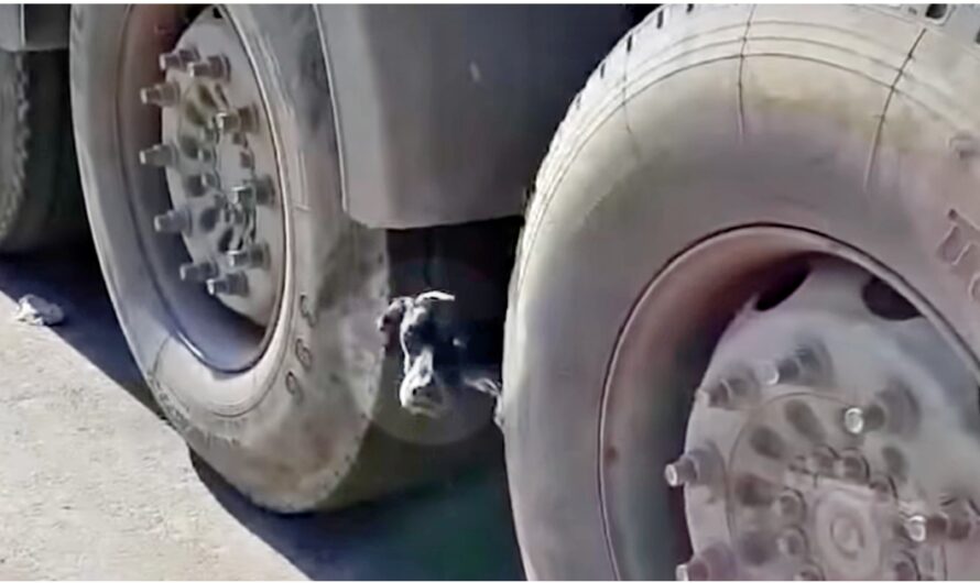 Pup Poked Her Head Out From Tires And Man Cried At 1 Look Of Her Bony Body