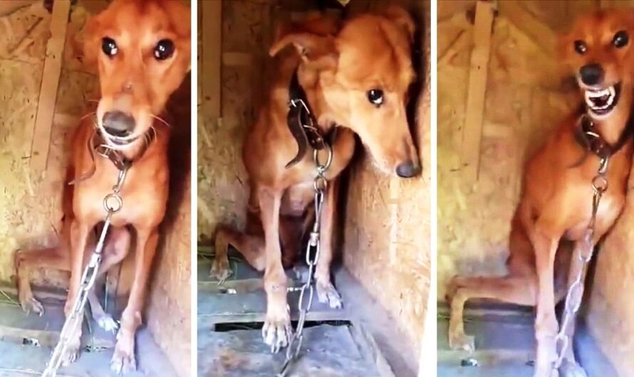 87-Year-Old Man Ties Dog On A Short Chain And Locks Her Up In A Box For 6 Years