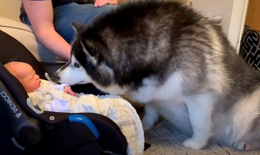 Giant Dog Forgets Her Own Size And Goes Straight For The Newborn Baby’s Face