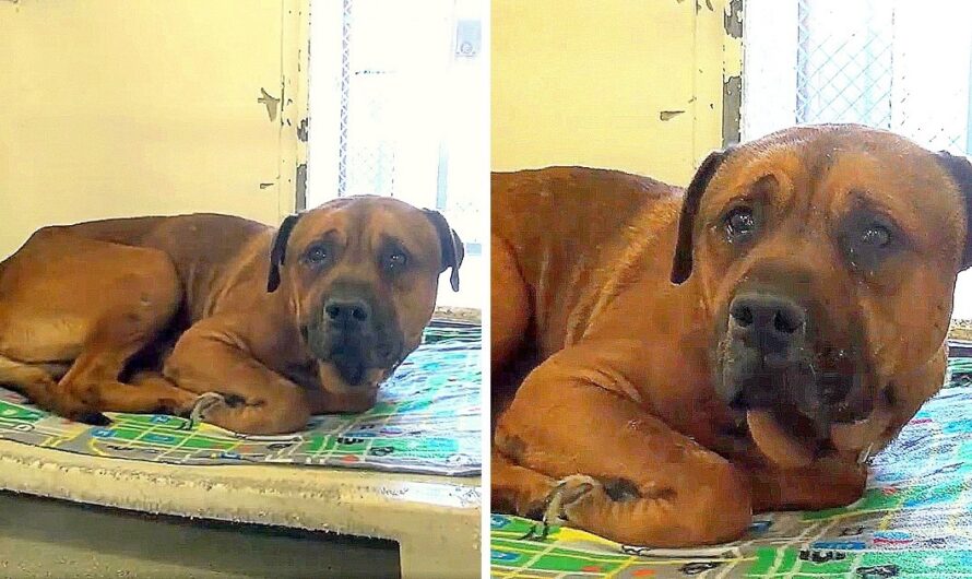 Dog Finds Out He Has Been Dumped At A Shelter And Real Tears Flow From His Eyes