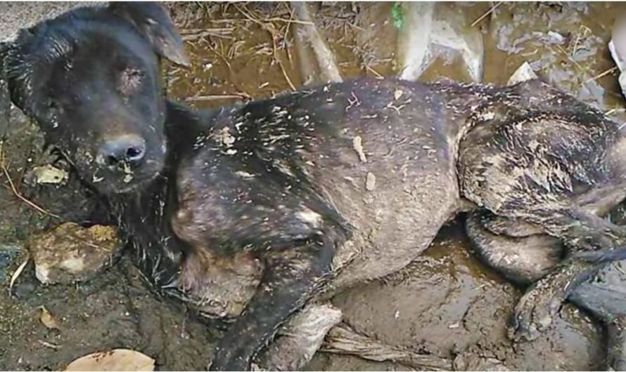 Blinded-Dog Laid Down & Waited For Heaven, Strained To Get Up As Woman Hollered