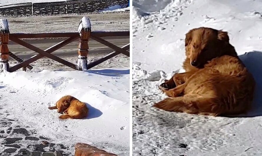 Dog Goes Hungry For Weeks As Owner Dumps Her Outside A Remote Hotel And Leaves