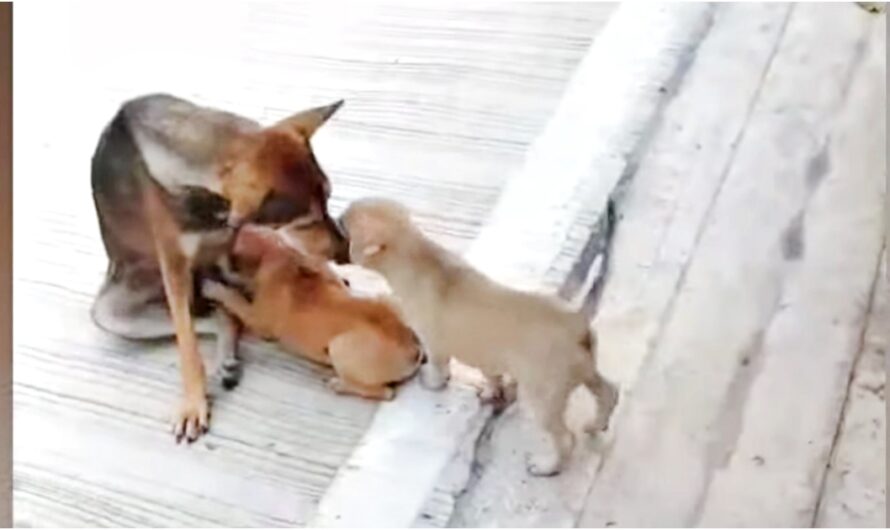 Fractured Street Dog Still Nursed And Loved Her Babies As Best She Could