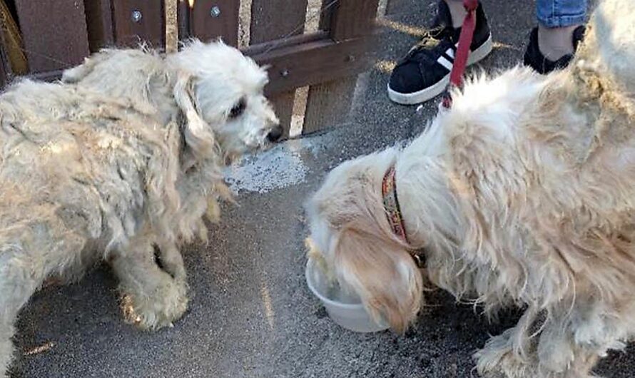 Disheveled Dogs Confided In Each Other After They Were Kicked Out Onto The Street