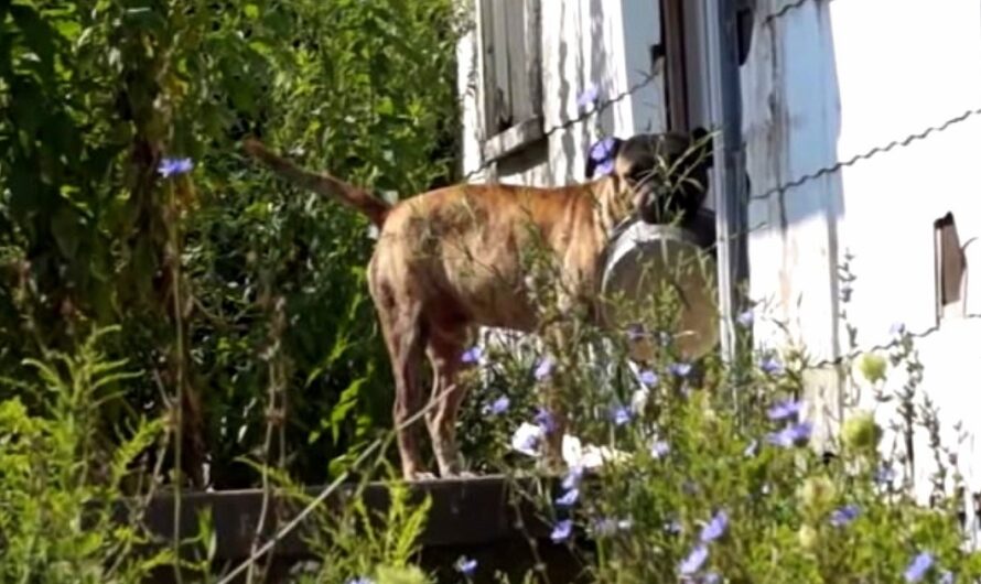 Abandoned Dog Carries Empty Bowl From Door To Door Hoping Someone Will Feed Him