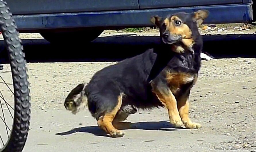 Dumped Dog Runs Around Busy Streets And Begs For Someone To Spare Him A Glance