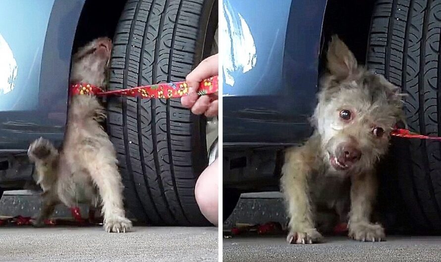 Abandoned Dog Bites Rescuer’s Hand Out Of Fear, But The Rescuer Doesn’t Give Up