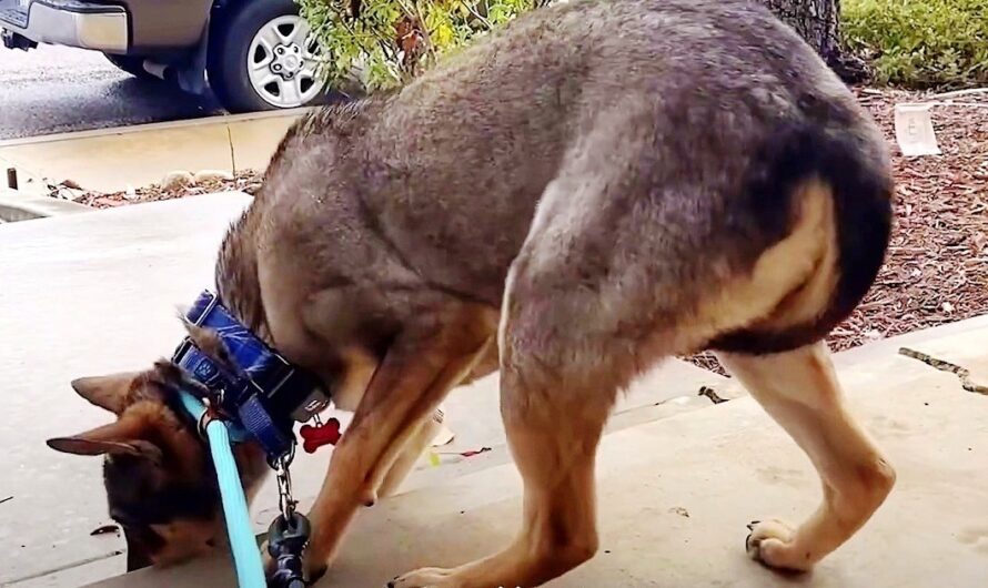 Slaughterhouse Dog Always Tucked His Tail Between His Legs & Shivered Until He Met His Forever Family