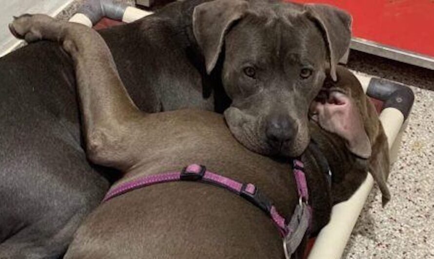 Pitties Who Bonded In Shelter Find A “Together Forever” Home