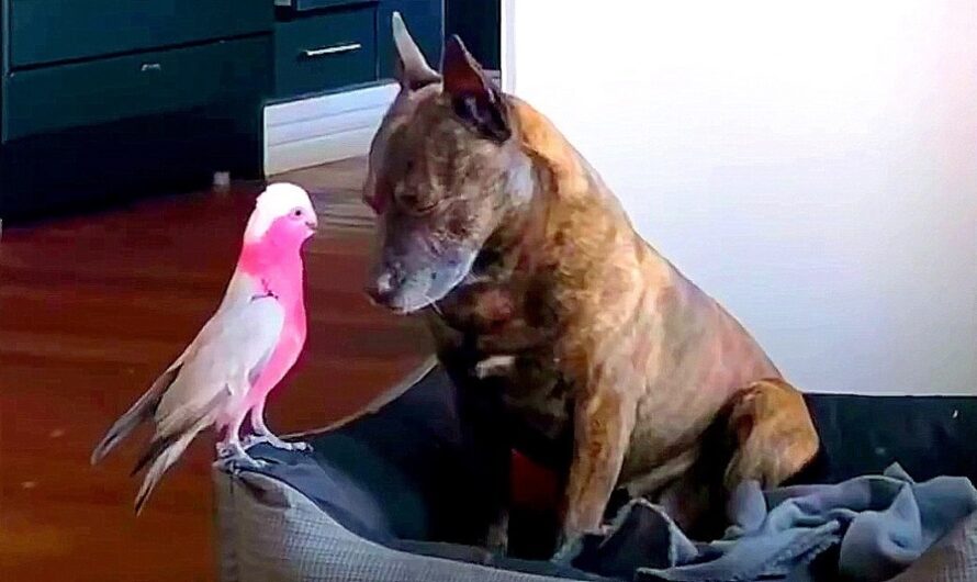 Depressed Dog Cries All Day After The Injured Bird He Saved Heals & Flies Away