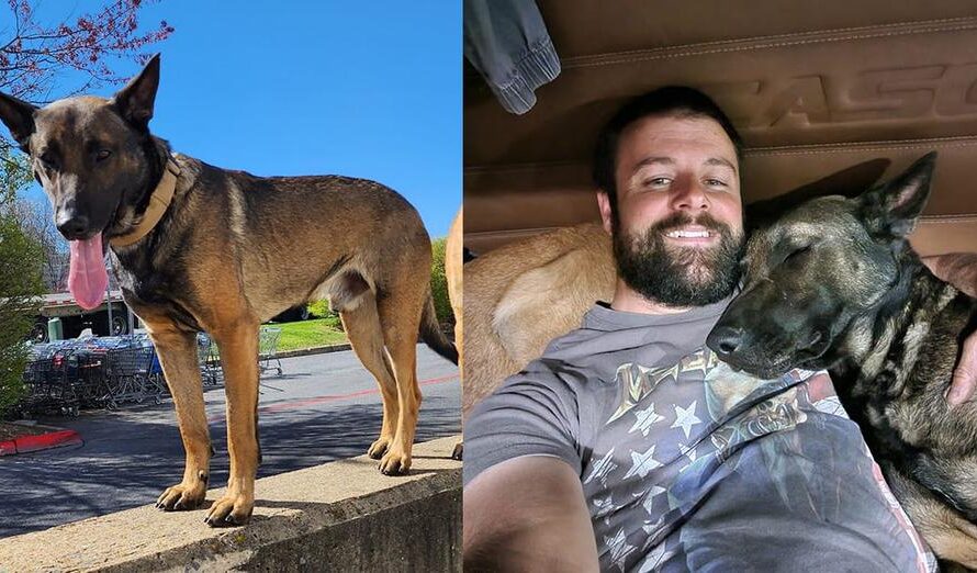 Community rallies to help Canadian truck driver reunite with his missing dog