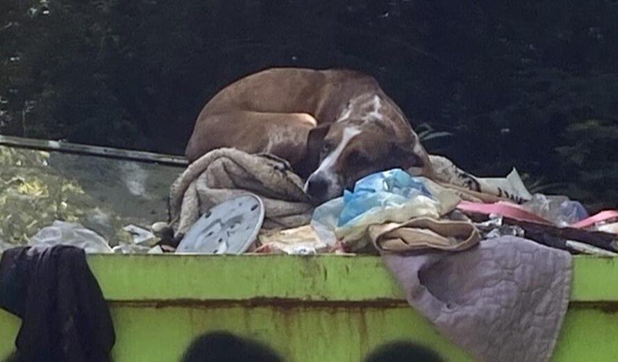 Dog was thrown away in dumpster, in danger of being euthanized — now she’s getting a second chance