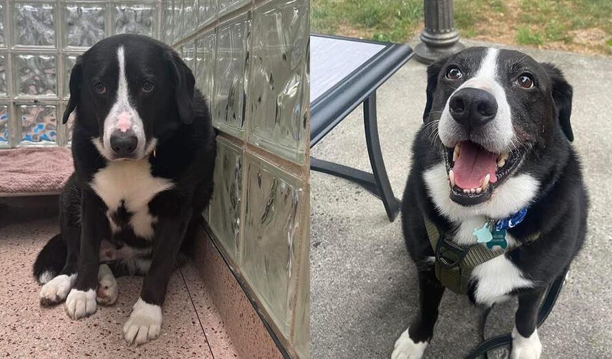 Shelter dog was “heartbroken” after losing home of 8 years — transforms after a familiar face comes to visit