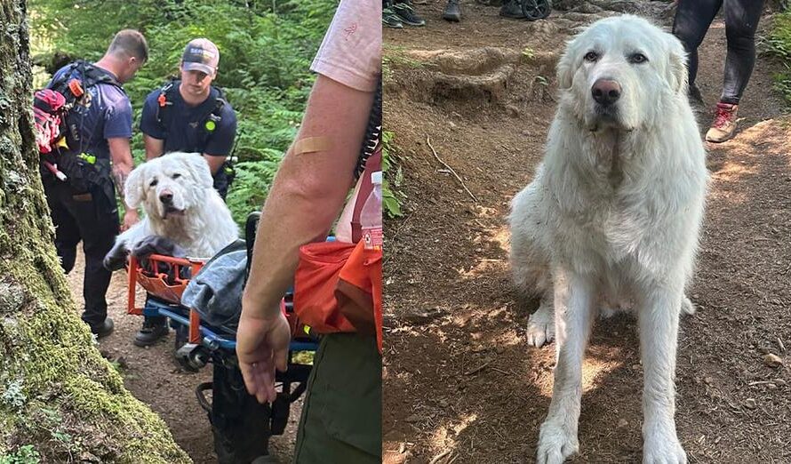 Rescue team carries 160-pound dog mountain trail after he was injured on hike, refused to move