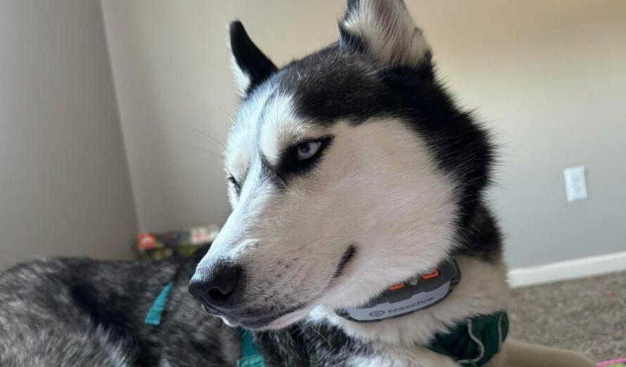 Woman notices her rescue husky acting strangely — then realizes how he saved her life