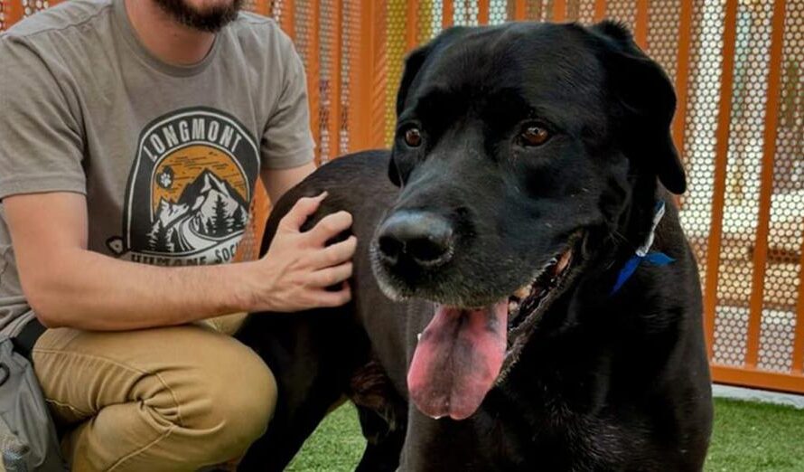 Dog returned to shelter for being “too boring” looking for new forever home