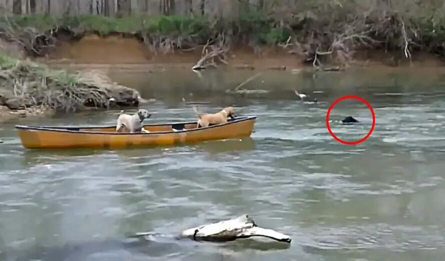 Heroic Dog Rescues Two Dogs Trapped In A Moving Kayak