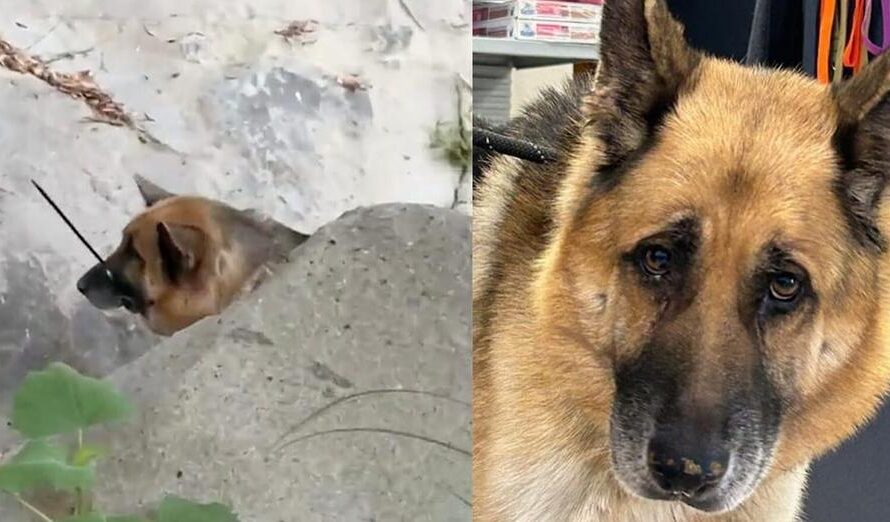 German shepherd found abandoned with ziptie around mouth now battling cancer