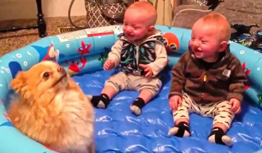 Twin Babies Can’t Stop Giggling At Pomeranian Pup