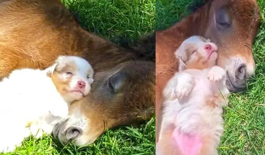 Puppy Adorably Naps Alongside Foal