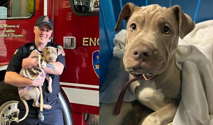 Puppy who lost leg after being hit by car gets adopted by firefighter who saved her