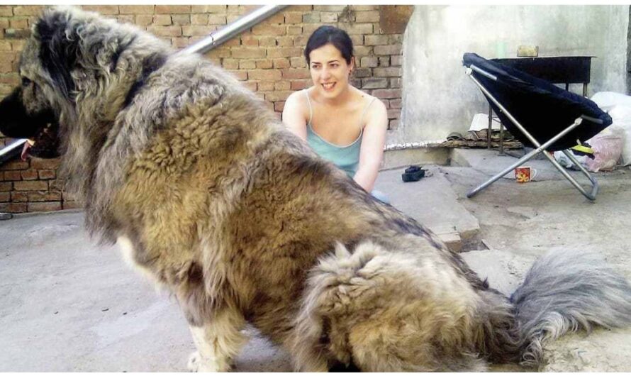 18 of the World’s Biggest Dog Breeds You Can’t Help But Admire