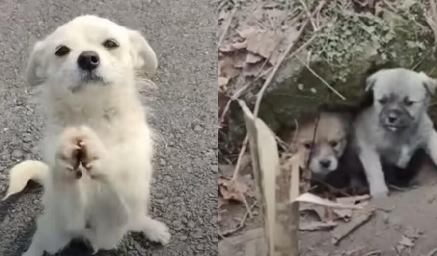 Mama Dog Stops Traffic And Begged For Food To Feed Her Babies