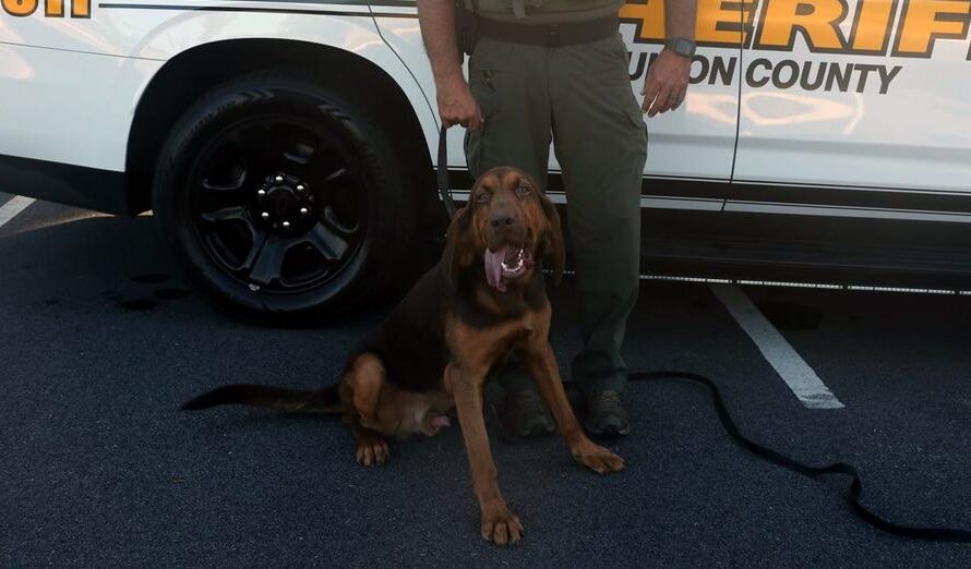 K9 bloodhound tracks scent to help autistic, non-verbal boy get home