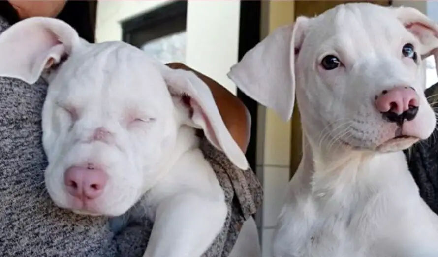 Shelter Pup Helps His Deaf & Blind Sister Navigate Through Everyday Life