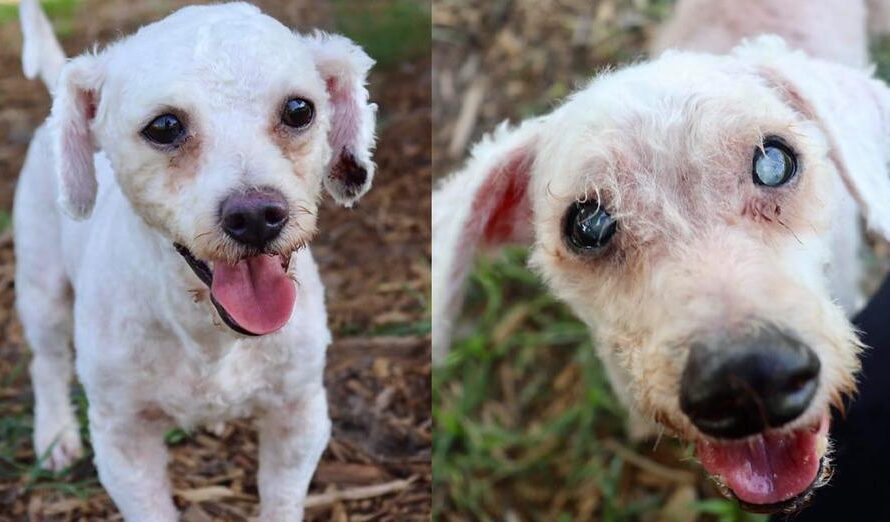 Doggy siblings ended up as strays after their owner died, now they’re looking for a new home