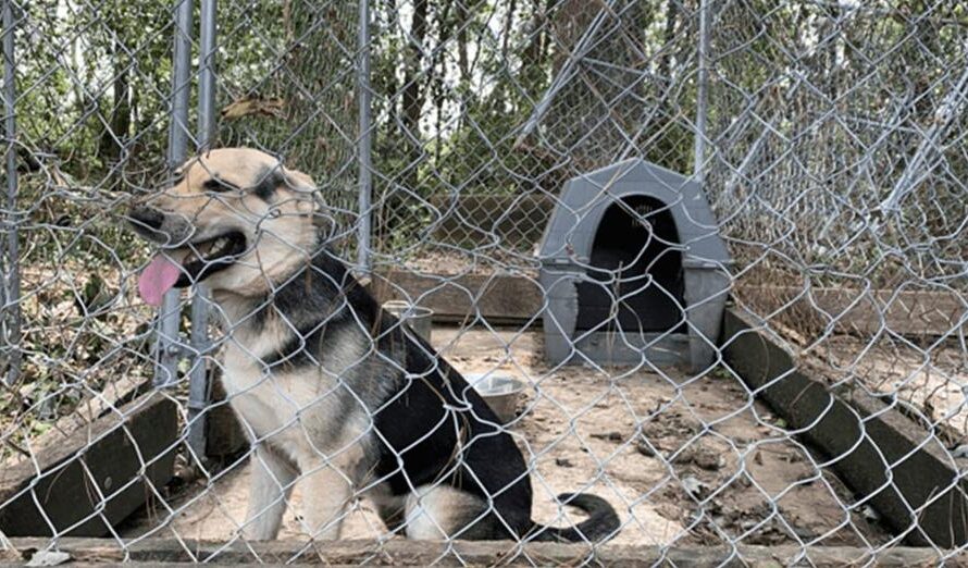 Dog spent 4 years locked in small backyard pen — now he’s finally free