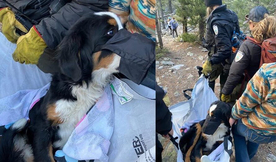 Hikers find scared, injured lost dog on trail — go the extra mile to get her to safety