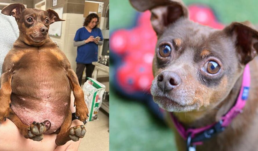 Dog arrived at shelter too fat to move — now he’s looking for a new home to help in weight loss journey