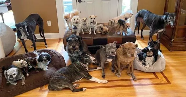 19 dogs adopted