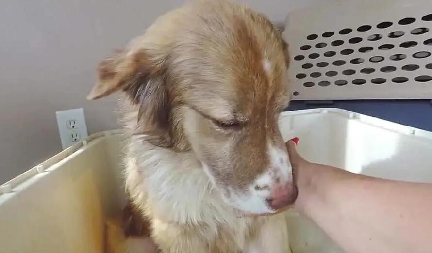 Woman Films Emotional Moment Rescue Dog Learns To Love Human Touch