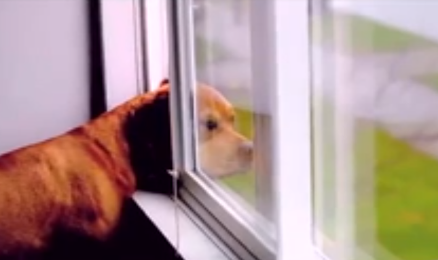 After This Video, I’ll Never Look At Dogs The Same Way Again