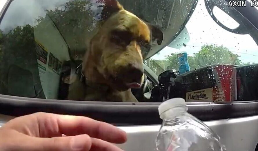 Police officers rescue dog left locked in dangerously hot U-Haul while owners at the beach