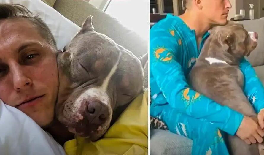 Clingiest Pit Bull Follows Parents Around To Copy Everything They Do