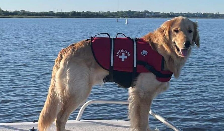 Golden retriever disappeared in river after boating accident — 36 hours later owners get miracle news