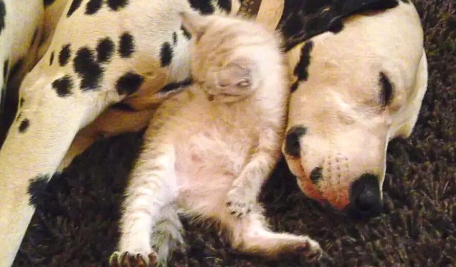 Adorable Foster Kitten Cuddles With Sleepy Dalmatians