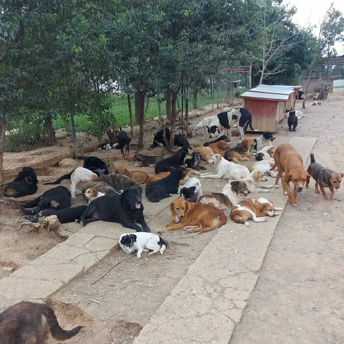 Meet Dejan Gacic, The Good Man Who Has A Shelter With Over A Thousand Dogs